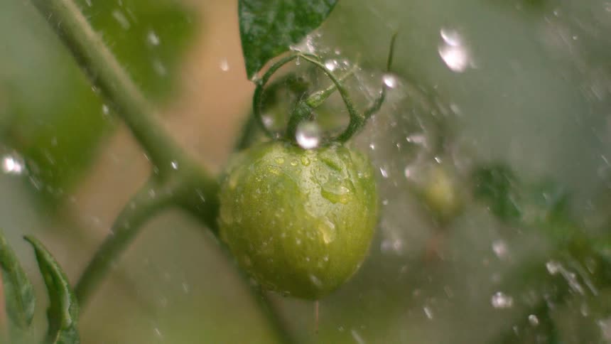Water falling on a plant
