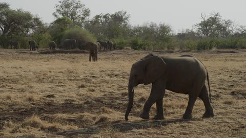 Elephants standing around a tree in the background while an elephant in the foreground walks through dead grass and dirt