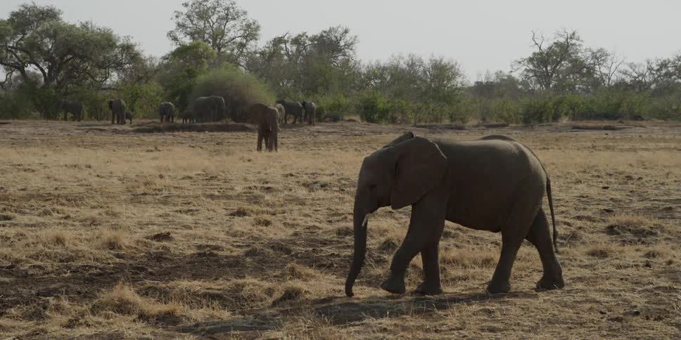 Elephants standing around a tree in the background while an elephant in the foreground walks through dead grass and dirt