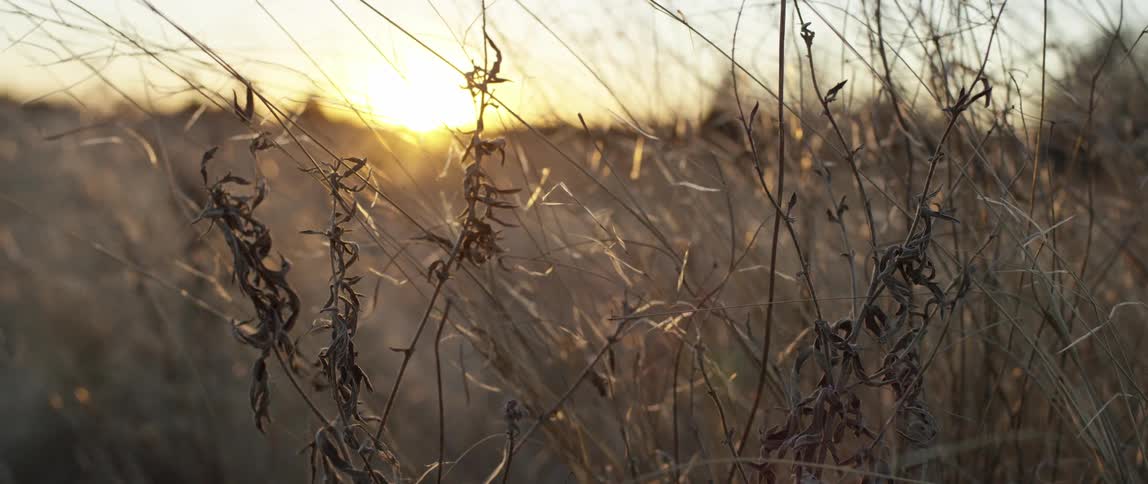 The sun shines through grass