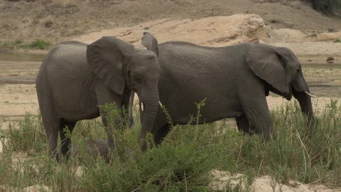 Two elephants standing in a barren natural setting