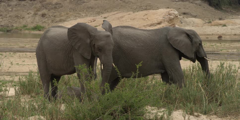 Two elephants standing in a barren natural setting