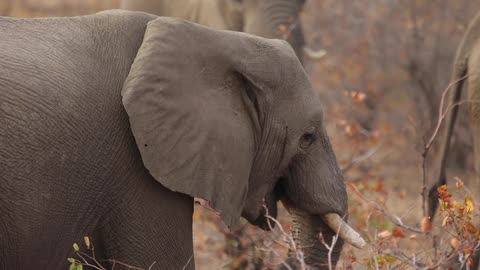 A group of elephants grazing