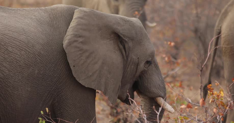 A group of elephants grazing