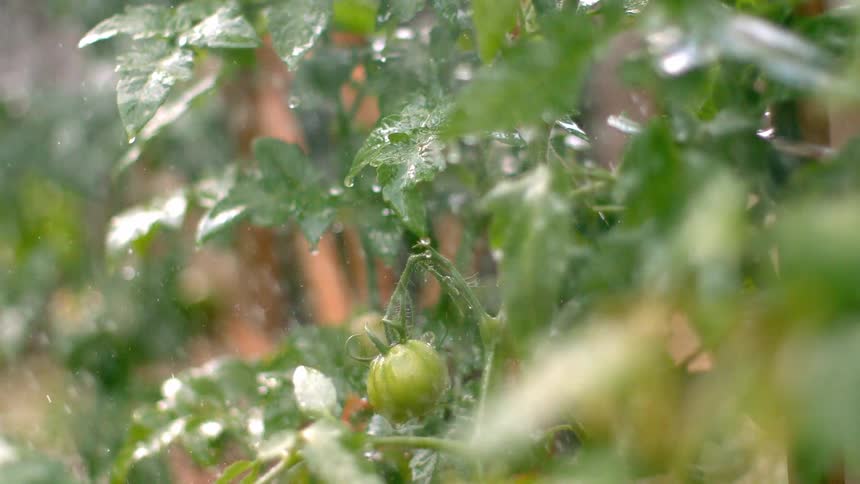 Tomato plants being watered