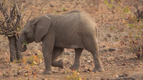 A young elephant walking around