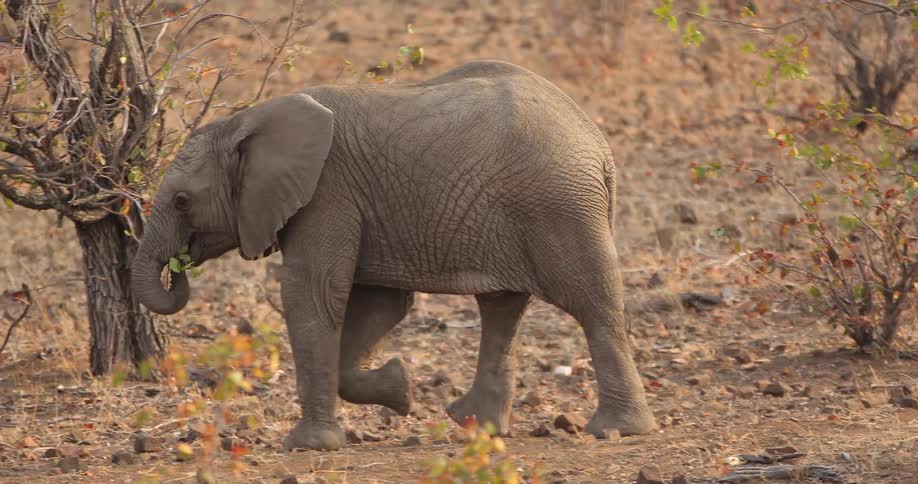 A young elephant walking around