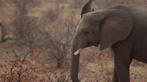 An elephant grazing