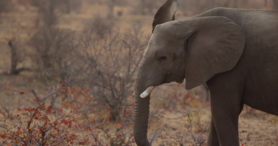 An elephant grazing