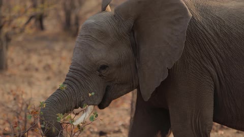 An elephant walking and eating