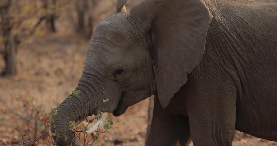An elephant walking and eating