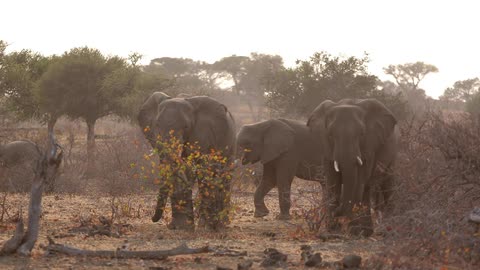 A group of elephants standing and walking in a pasture