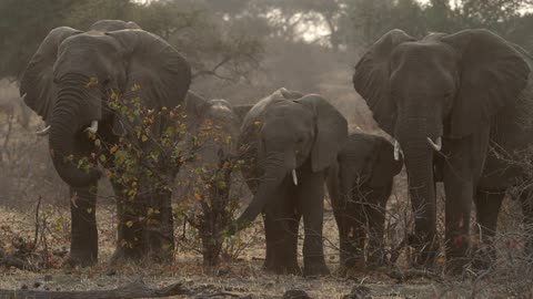 Pack of elephants grazing on a field in the wild