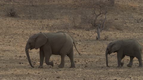 A mother elephant walking as her baby follows behind