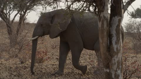 An elephant walking