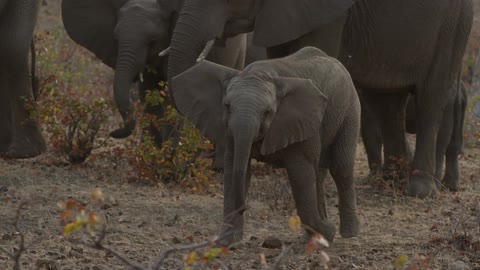 Small elephant walks next to herd of elephants