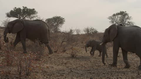 Two grown elephants and a baby elephant walking