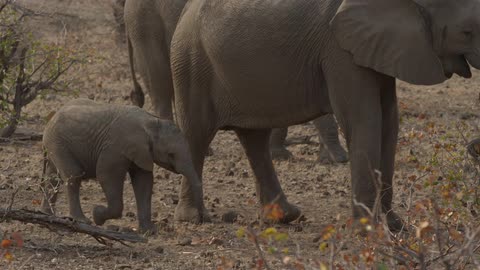 A baby elephant