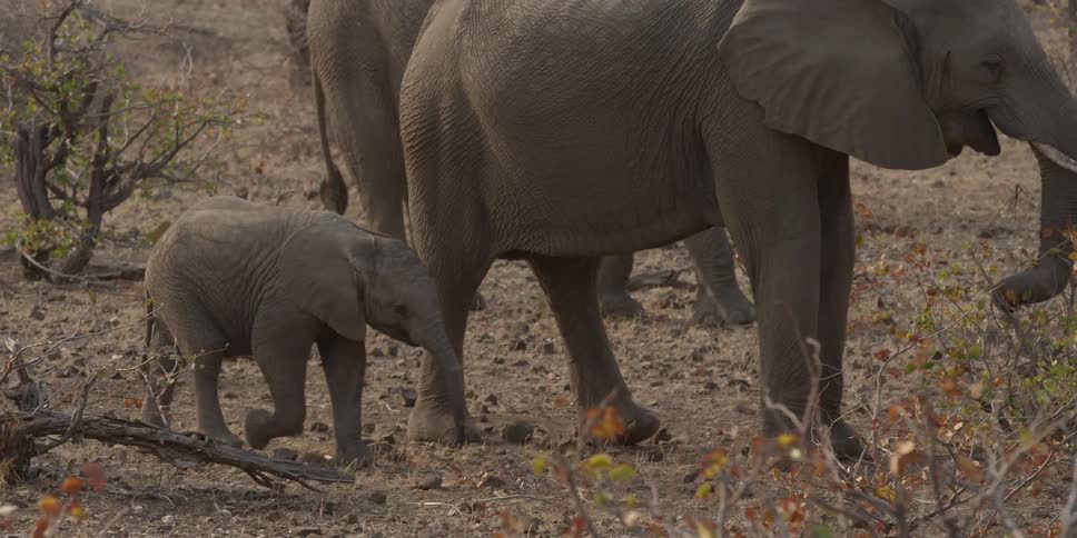 A baby elephant