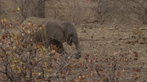 An elephant walking behind some branches