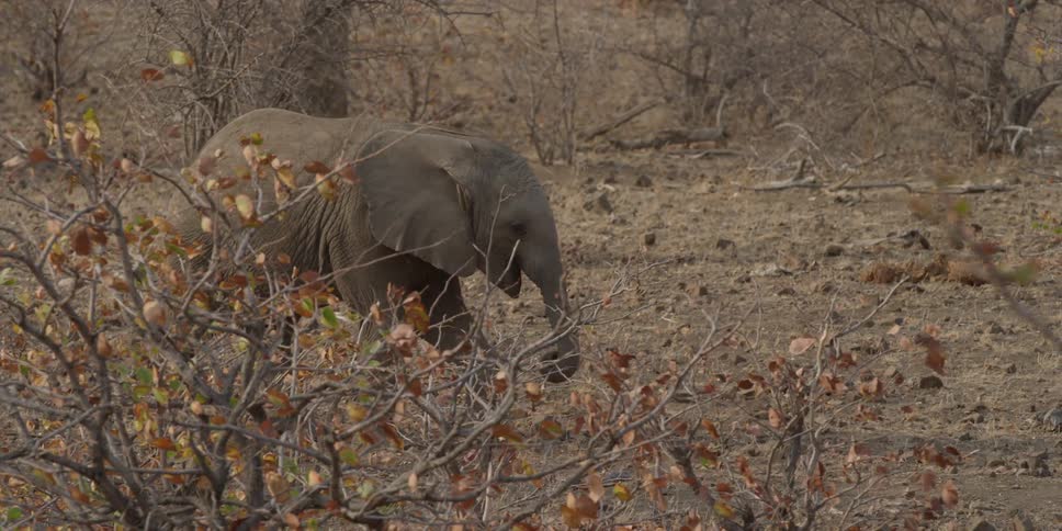 An elephant walking behind some branches