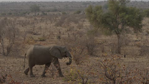 An elephant walking across an african landscape