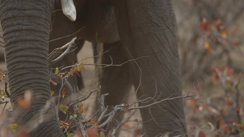 Elephant picks leaves off of a tree with its trunk