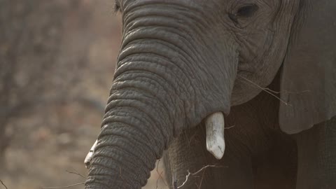 An elephant eating prairie grass