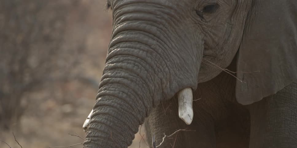 An elephant eating prairie grass
