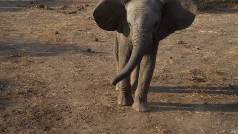 Young elephant kicking in some dirt and then standing still
