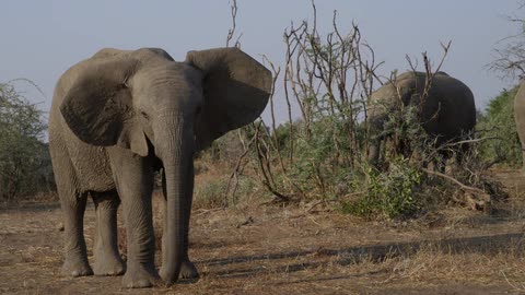 A elephant standing around
