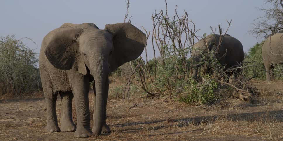 A elephant standing around