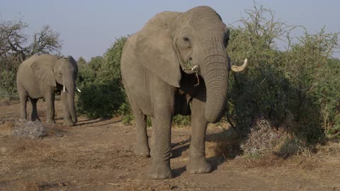 Two elephants with tusks standing around on a clear day