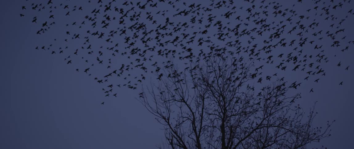 Flock of birds fly out of a tree at dusk