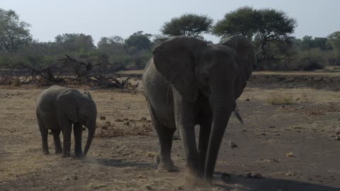 A mother elephant and baby elephant foraging on a savannah