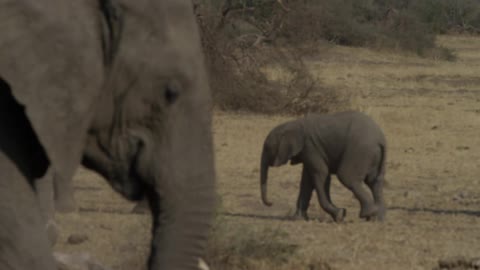 A baby elephant following an adult elephant