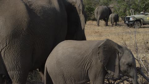 Tourists photograph elephants in the field