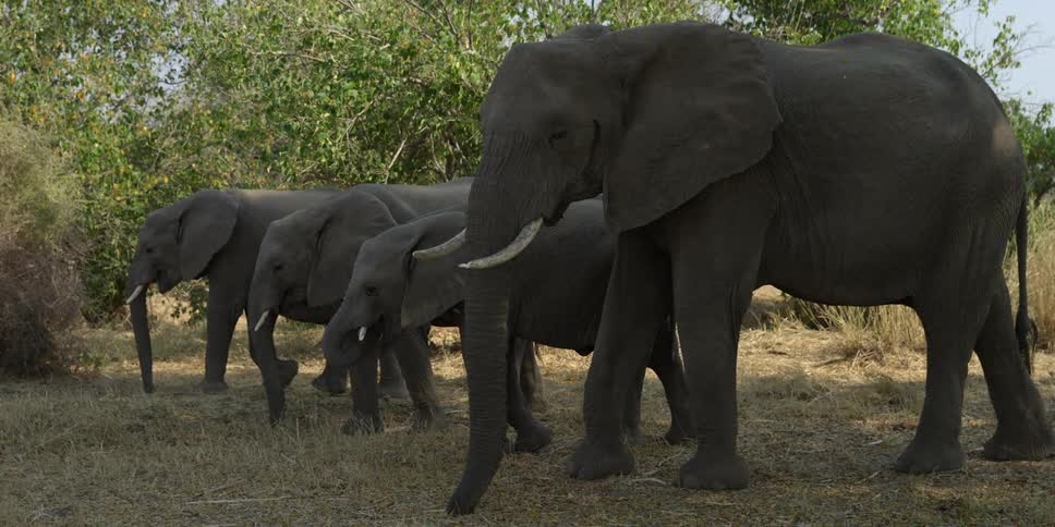 Elephants walking and eating grass