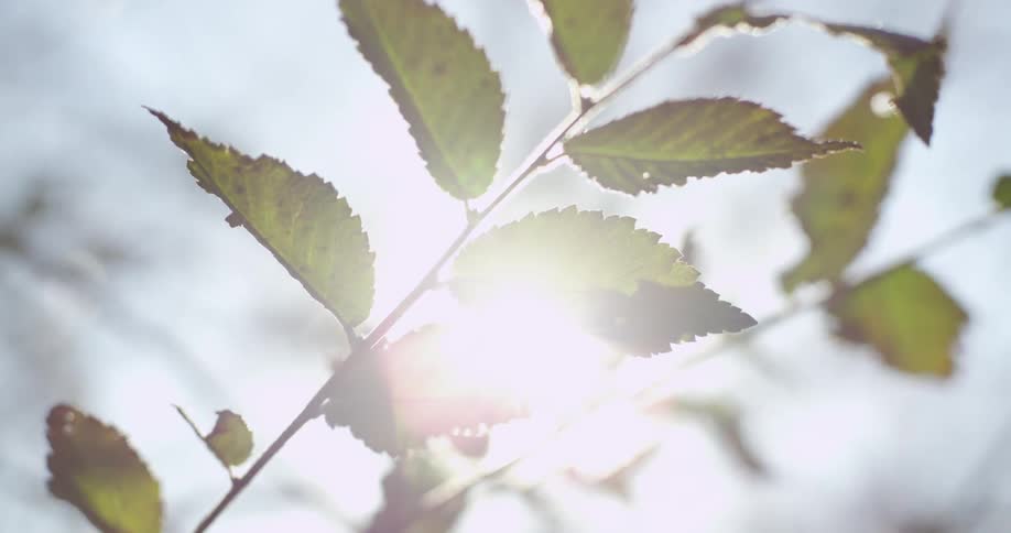 Sunlight behind tree leaves