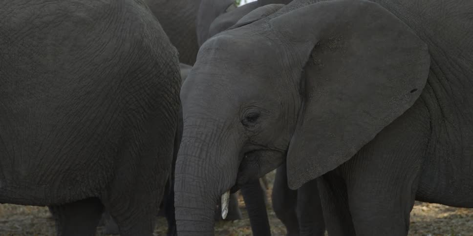 An elephant moving its mouth