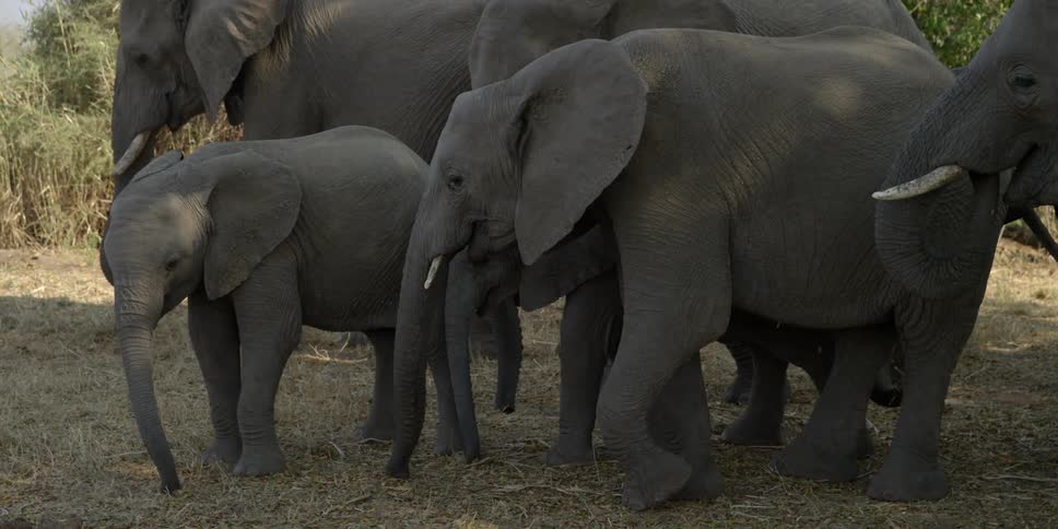 A herd of elephants eating grass
