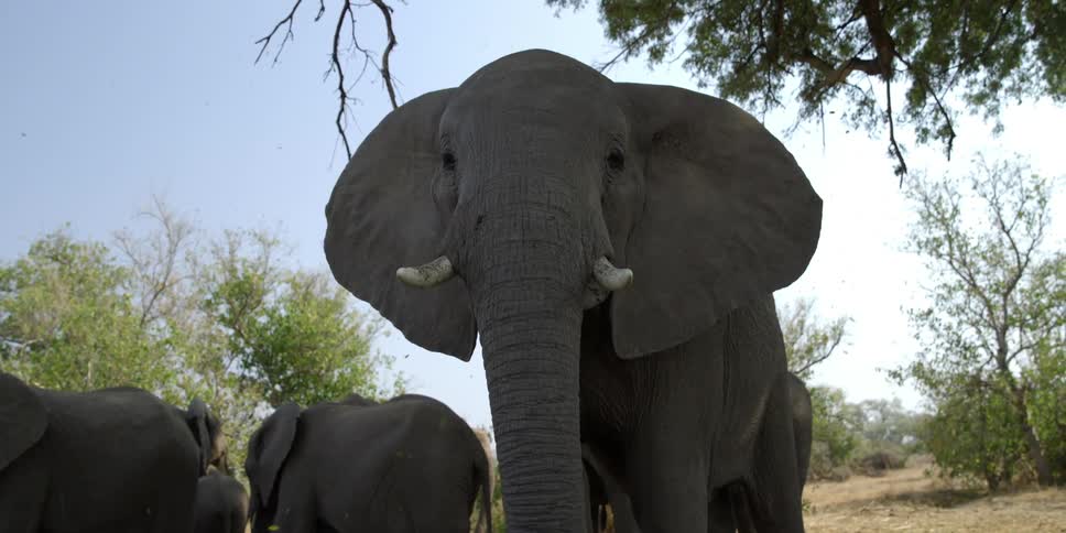 Elephants stand under the tree in the field