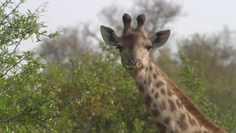 A giraffe eating leaves