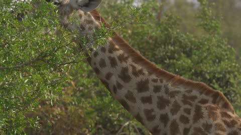 A giraffe eats from a tree