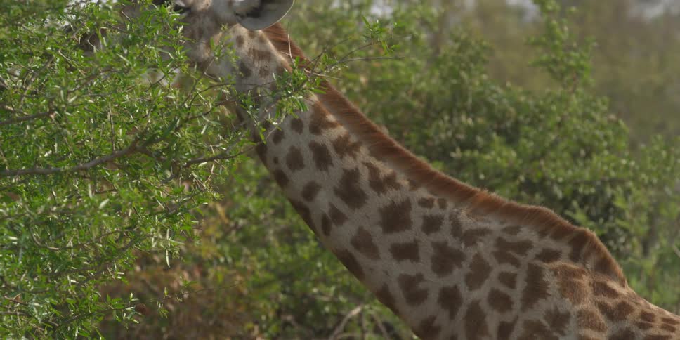 A giraffe eats from a tree