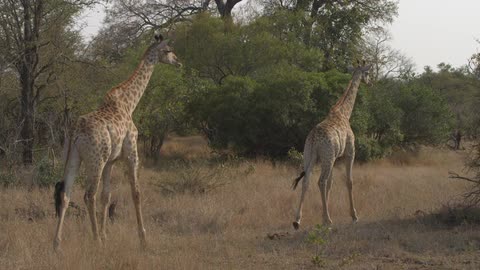 Two giraffes walk along a trail