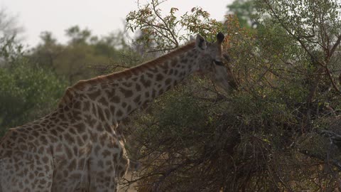A giraffe eats leaves from a tree