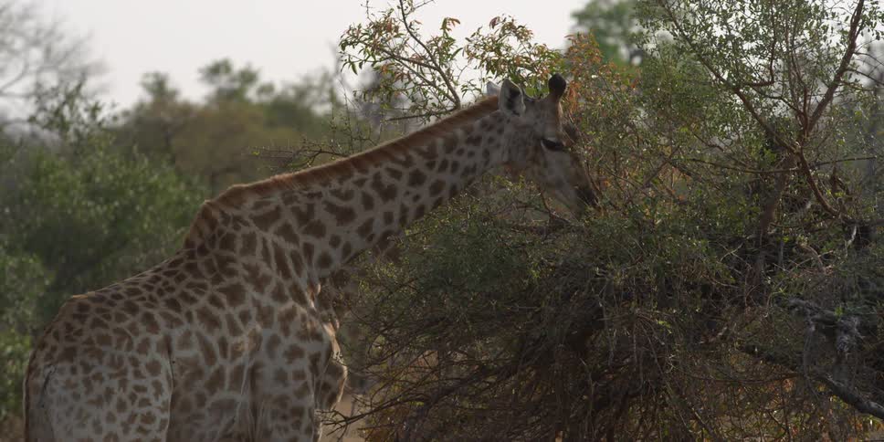 A giraffe eats leaves from a tree