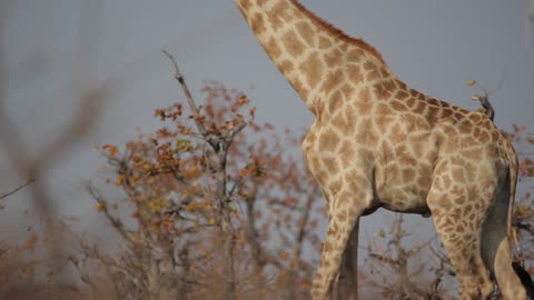A giraffe walks beside scraggly trees