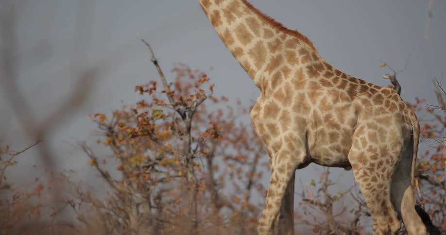 A giraffe walks beside scraggly trees
